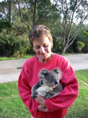 small koala with carer